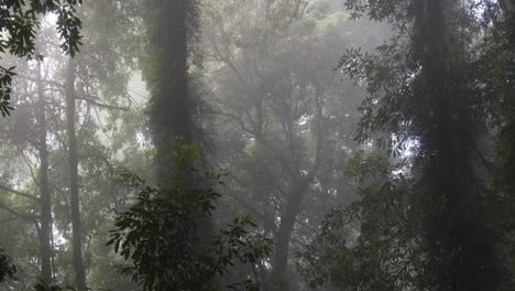 sunlight filtering through trees in a foggy forest