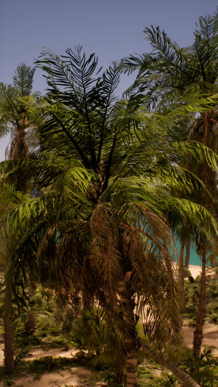 Beautiful Palm Trees on a Tropical Beach