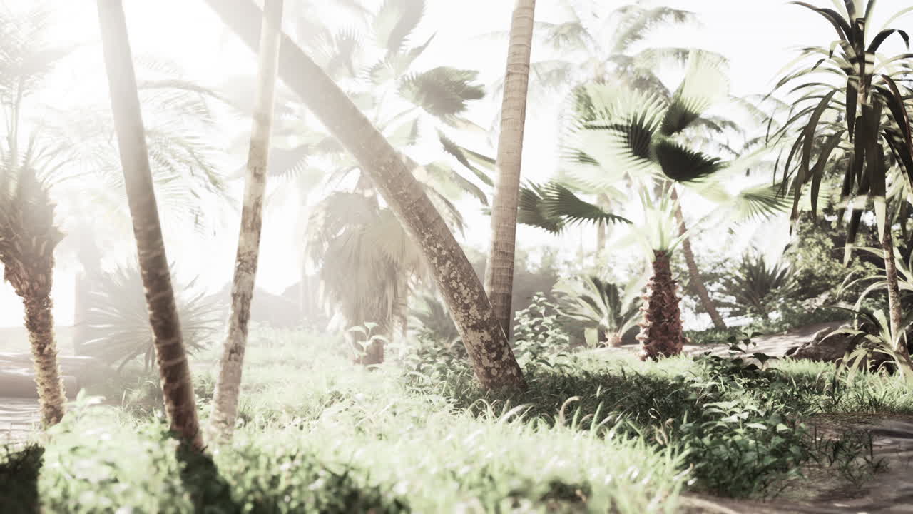 bosque de palmeras tropicales