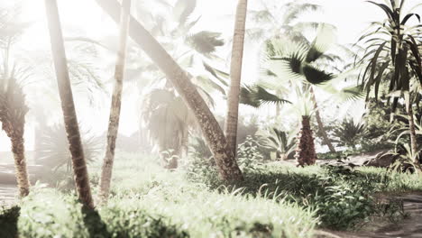 tropical palm tree forest