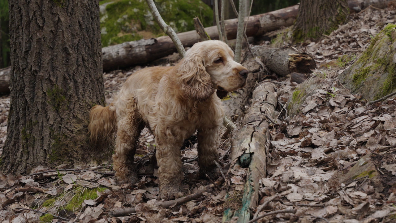 Footage of a cocker spaniel dog walking in a forest