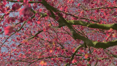 a short slow motion clip of fresh blossoms on a tree