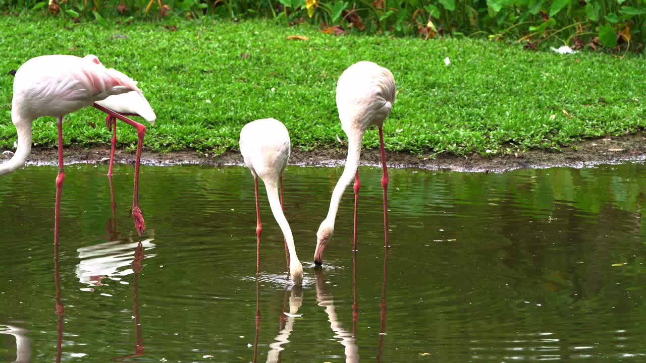 Greater flamingos, phoenicopterus roseus, foraging by filter feeders with curved beaks to scoop up water, trap and extract small organisms, consuming shrimp, algae, and invertebrates in shallow lagoon