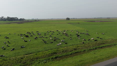 aerial zoom in drone flying over a light green field with grass, a route, cows and trees on the horizon. a car passing at high speed on the road a cloudy day.