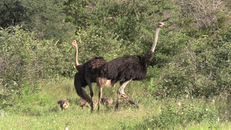 Straußenhennen-Stehen-In-Freier-Wildbahn-über-Ihren-Küken