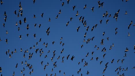 a huge flock of canadian and snow geese circle a partially frozen lake with a bright blue sky as a backdrop during this winter scene