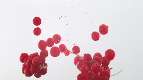 ricas bayas rojas que caen al agua con un fondo blanco