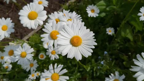colorful daisy flowers in garden, top view, happiness, positivity and joy