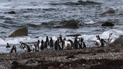 magellanic penguins standing on beach while others are swimming in the waves of the sea