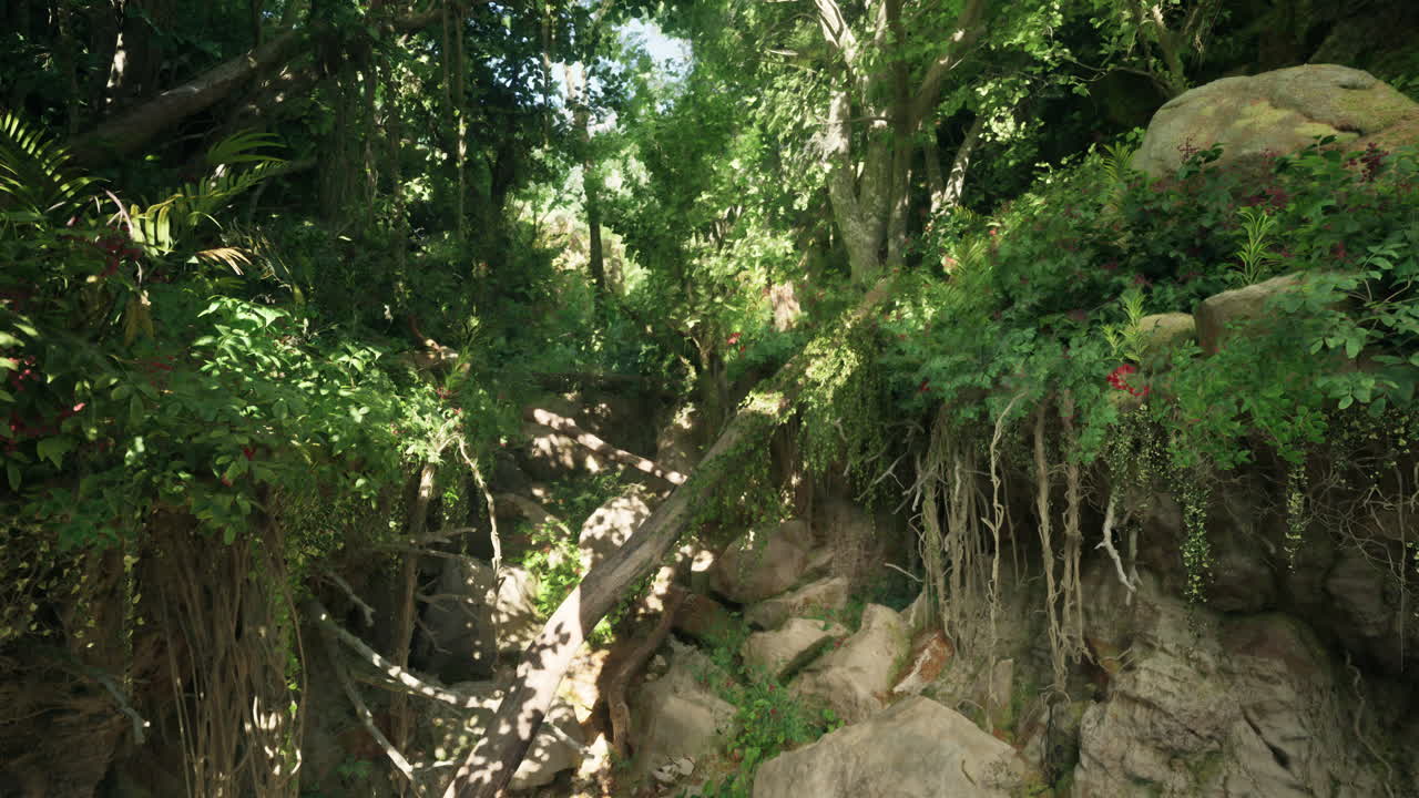 camino de la densa jungla