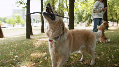 golden retriever playing with sticks and leaves