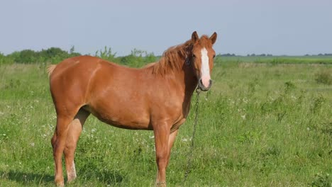 A Beautiful Red Horse Lies in the Green Grass Pasture on a Sunny Summer Day . A beautiful red horse lies in the green grass. Pasture on a sunny summer day. The horse rests in the hot laziness