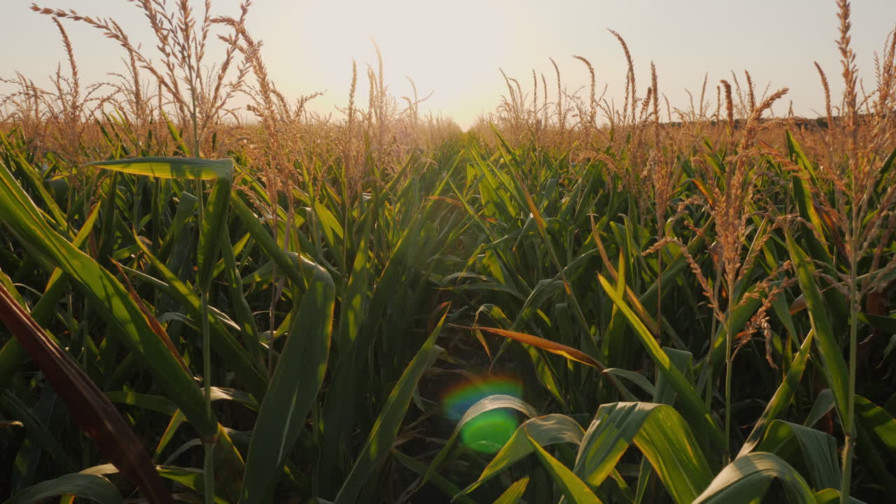 campo de maíz al atardecer