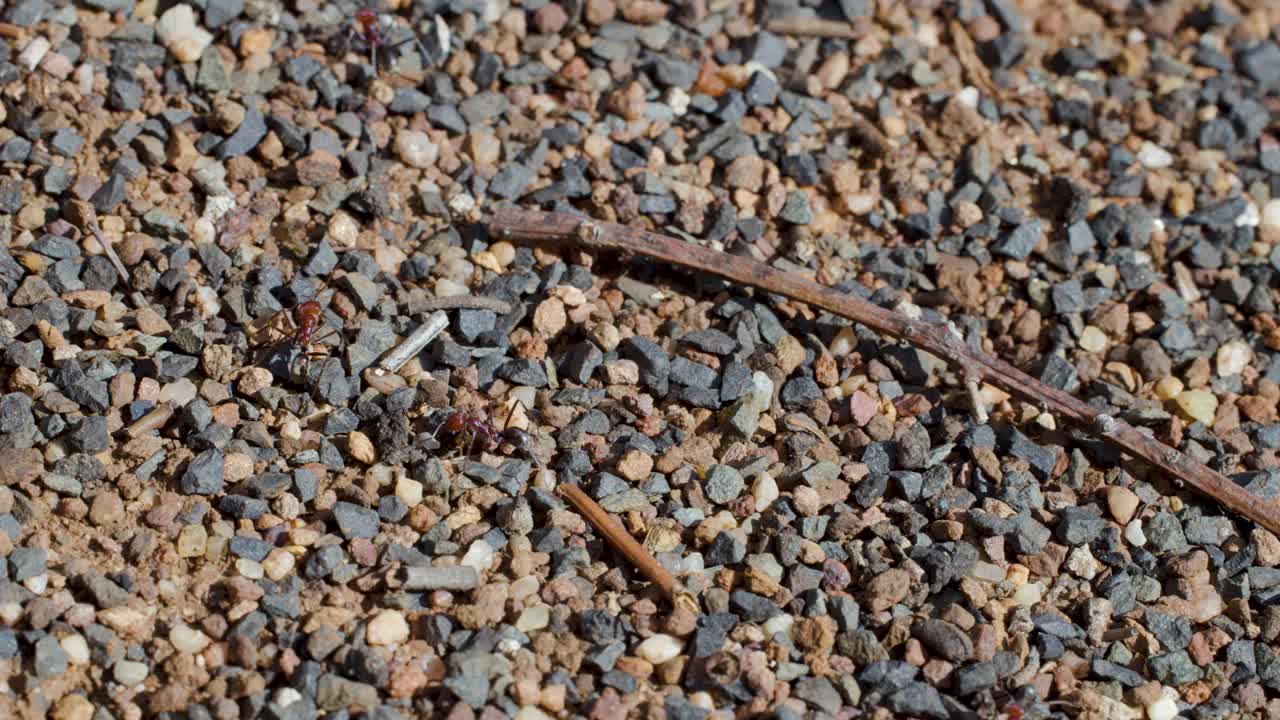 Macro close-up of ants working together on gravel, carrying food scrap in natural daylight
