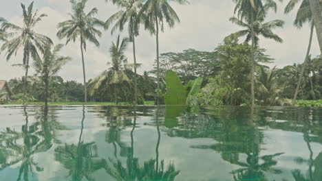 luxury swimming pool with palm trees