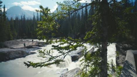 A-closeup-shot-of-a-pine-tree-and-the-scenery-of-a-river-and-the-Canadien-mountains-of-Yoho-National-Park-in-Canada-on-a-cloudy-day,-with-mountains-in-the-background