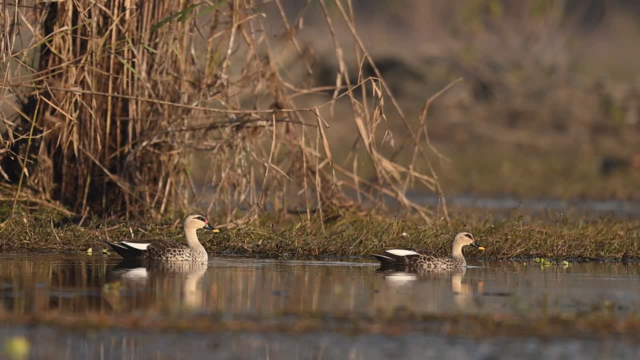 A pair of Indian Spot-billed Ducks wades gracefully through the shallow waters of a lush wetland, searching for seeds and insects