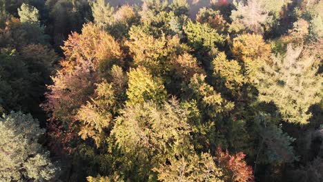 aerial view of a forest in beautiful fall colors