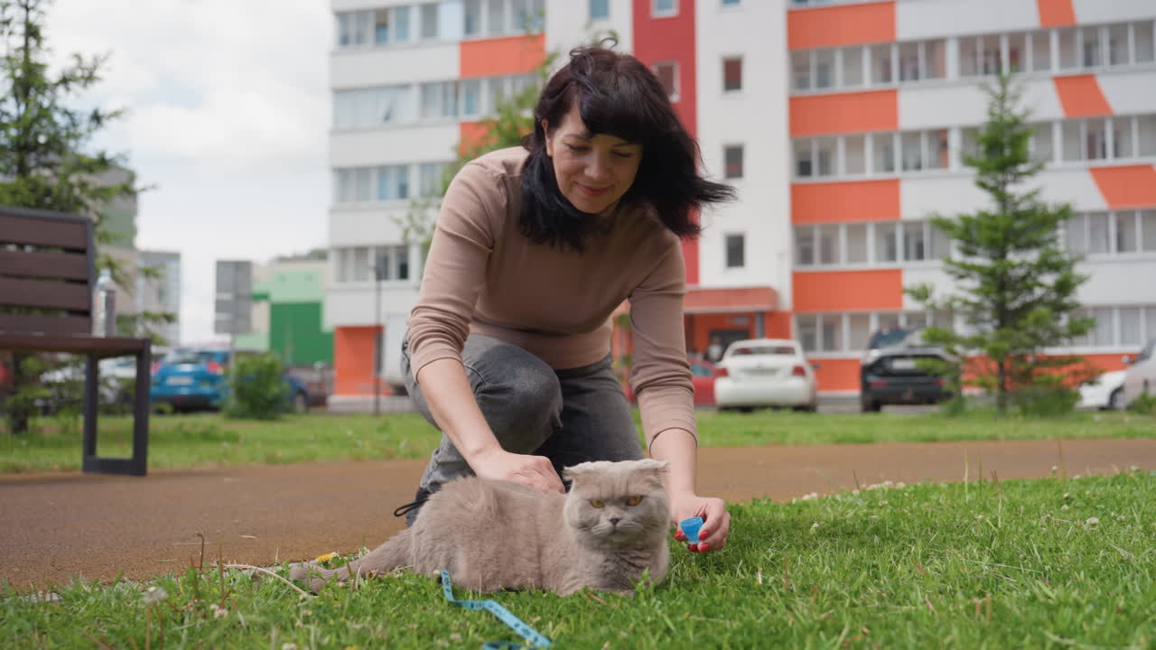 Female Interacts With Lively Kitten In Sunlight, Woman Bonds With Cat Through Toy In Bright Local Park Setting, Woman Engages Playful Cat With Colorful Toy On Sunny Suburban Lawn Area
