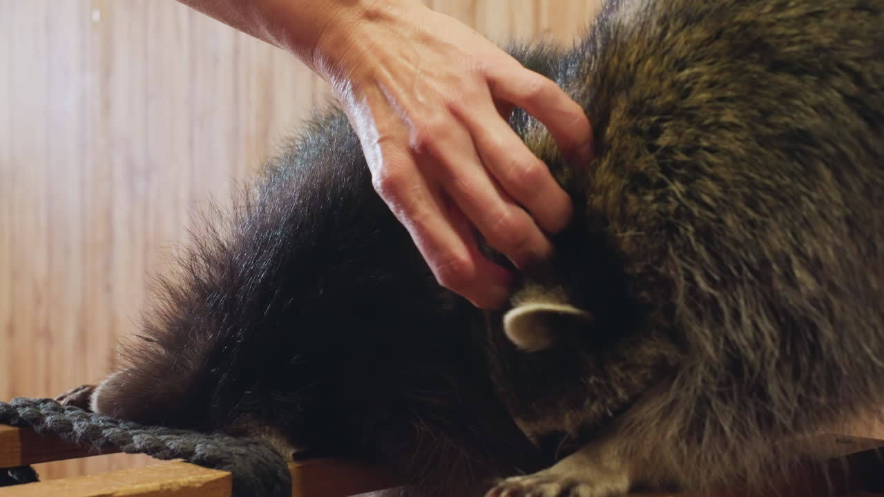 Mão acariciando um guaxinim dentro de um cercado de madeira, close-up da interação suave onde o cuidador acalma e cuida do animal, o guaxinim se aninha e lambe os dedos, detalhe da pelúcia macia, construção de confiança divertida
