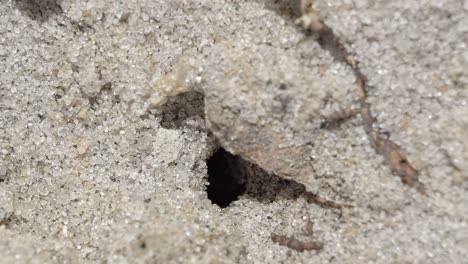 close up macro slow motion shot of a small ant hill hole in the sand of a small garden in brazil with black worker ants walking around and collecting food and supplies on a warm sunny summer day