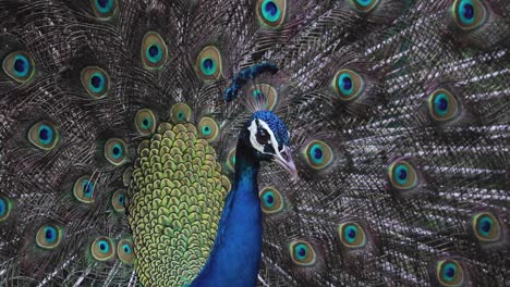 Indian-Peacock-Dancing-and-shaking-its-full-blown-up-feather,-spinning-around-open-fluffy-tail