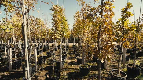 push in shot down the row of colorful trees at a tree farm on a sunny day