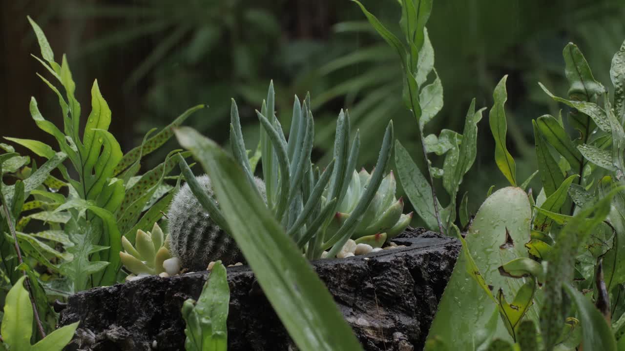 빗소리가 포함된 즙이 많은 식물에 내리는 비