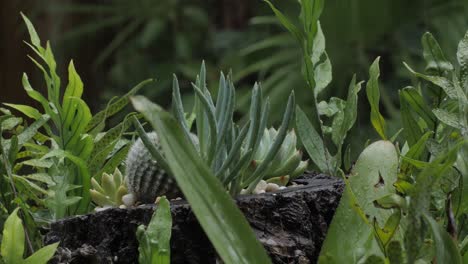 rain falling on succulent plants with the sound of the rain included