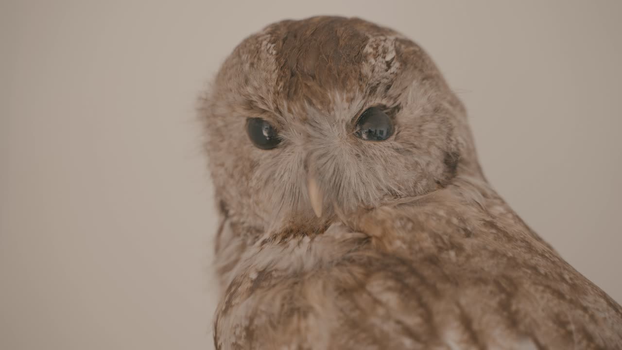 A stuffed owl close up