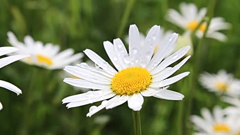 Close-up-of-daisy-flowers,-slowly-moving-on-a-mild-wind-with-water-drops-on-it