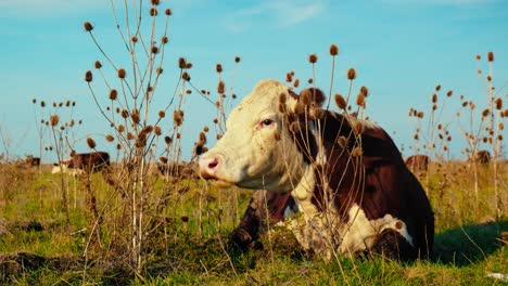 cows enjoying fresh grass in the tranquil silence of a beautiful, sunny autumn day.
