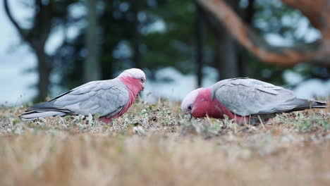 Pink-And-Grey-Cockatoo---Galah-Cockatoo-Birds-Eating-On-Grass-In-Field