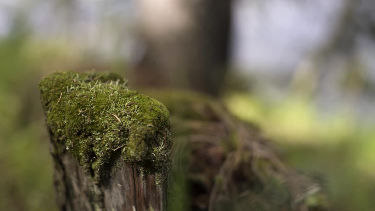 Ceppo di albero coperto di muschio nella foresta