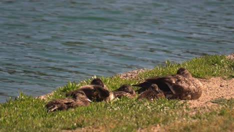 Weibliche-Stockente,-Die-Sich-Mit-Ihren-Juvenilen-Entenküken-Am-Ufer-Eines-Sees-Ausruht