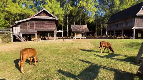 cows peacefully grazing near traditional thai houses