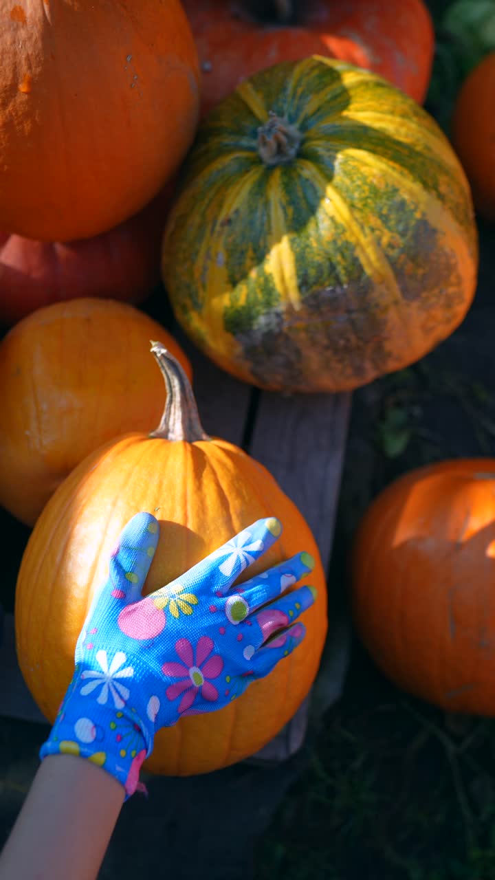 농장에서 호박을 채취하는 것