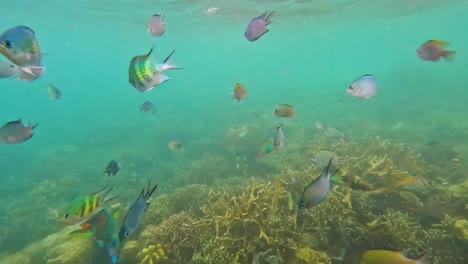 Beautiful-underwater-scenic-view-of-coral-reef-and-colourful-tropical-fishes-in-crystal-clear-ocean-water-in-Palawan,-Philippines,-Southeast-Asia