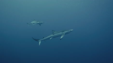 dos grandes tiburones azules nadando a través del océano atlántico en cámara lenta con luz tenue