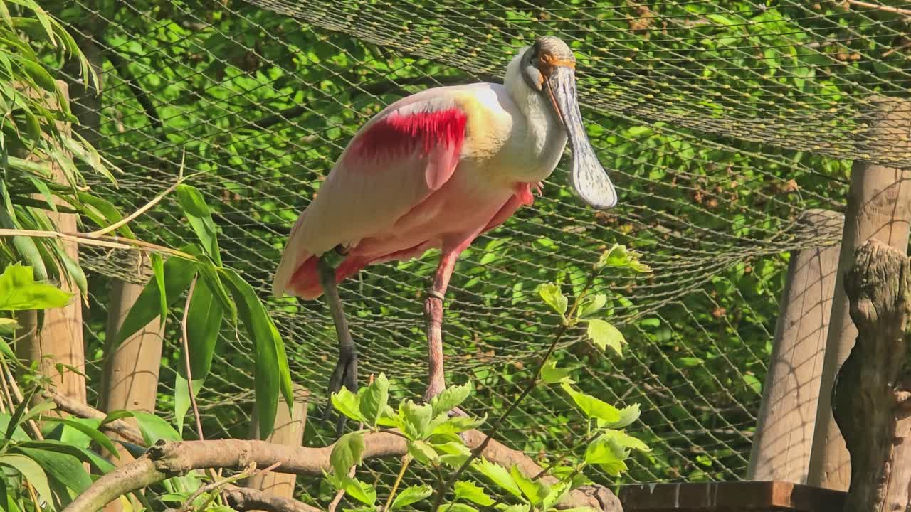 A pink roseate spoonbill stands on one leg on a branch and observes the surroundings and nature.