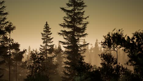 Bosque-Nórdico-Brumoso-Temprano-En-La-Mañana-Con-Niebla