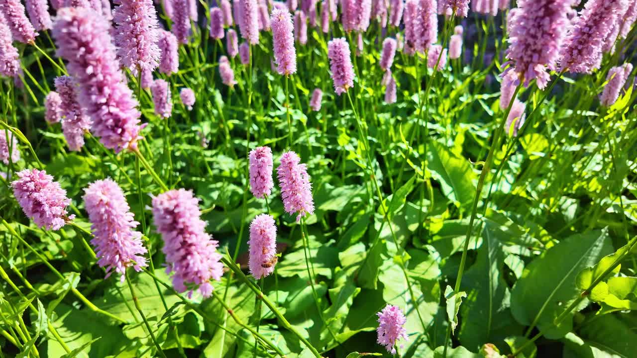 Field of blooming pink Bistort flowers with bee swaying gently in a calm environment under sunlight.