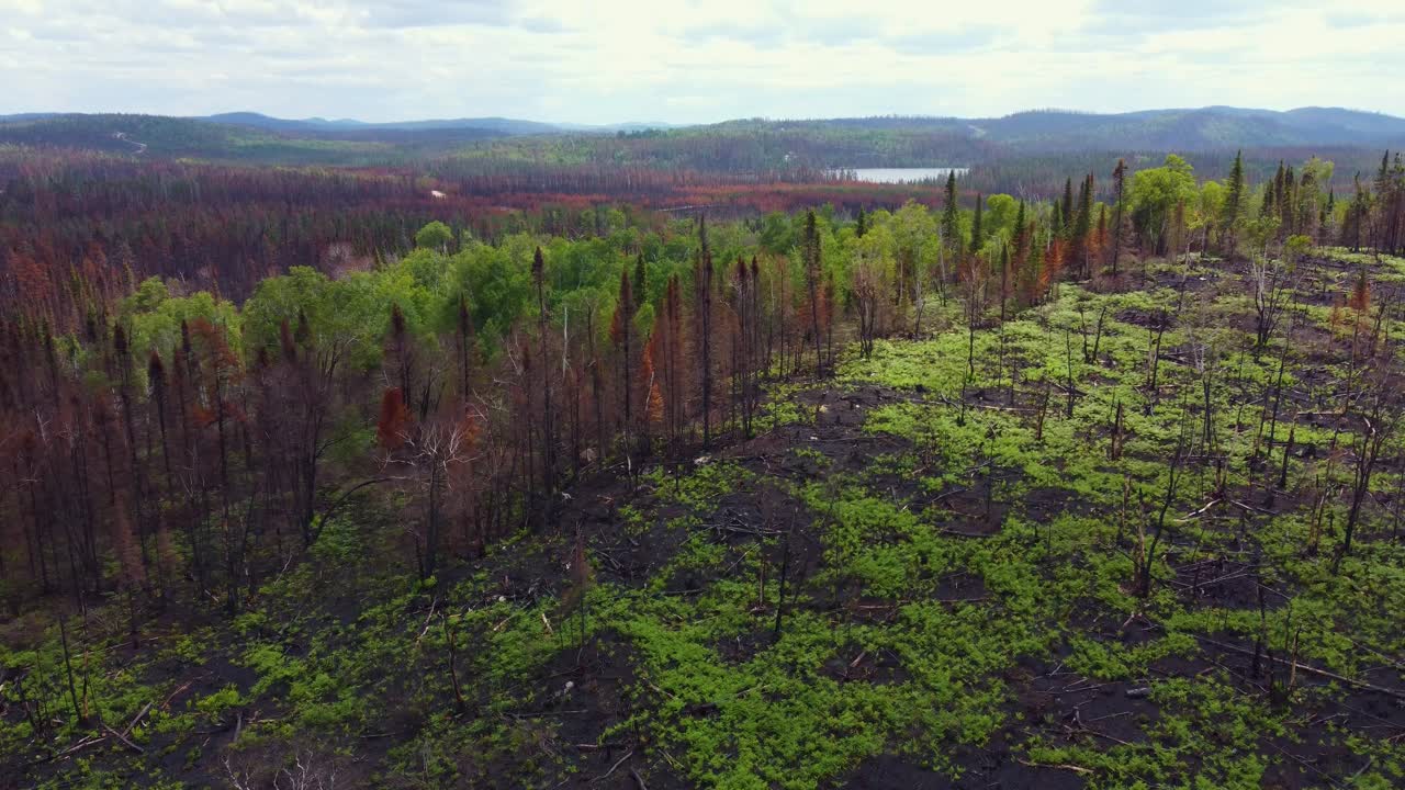Burnt Trees In The Forest Of Lebel-Sur-Qu&eacute;villon After Wildfire In Quebec, Canada