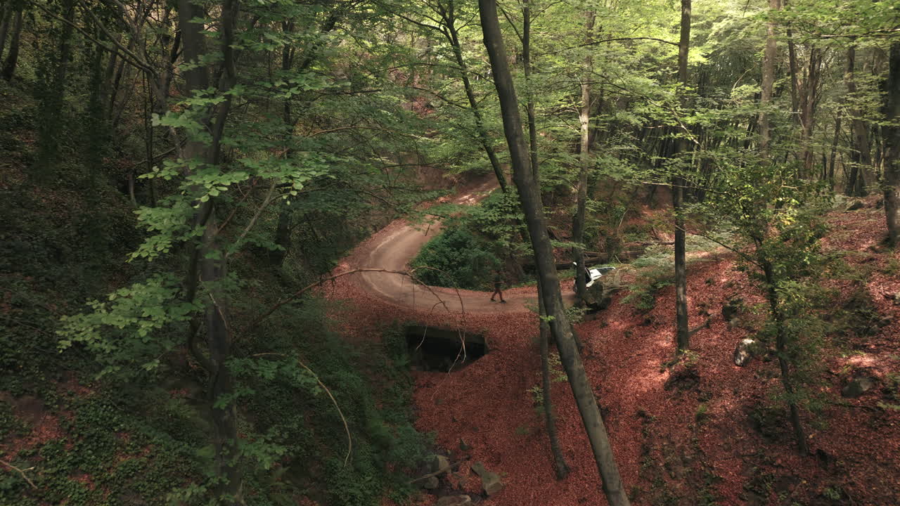 barranco de bosque denso con corriente de agua, vista aérea de dron