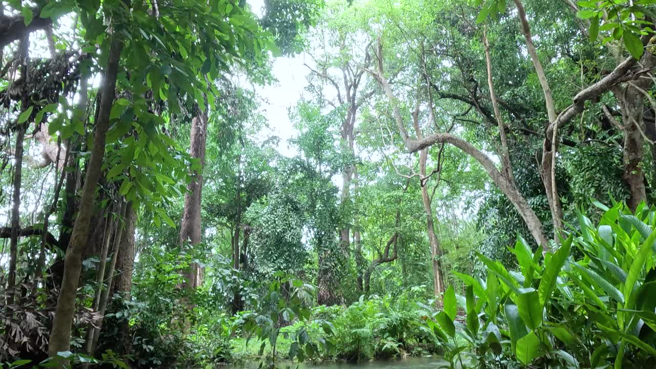 Flowing water amidst lush green forest scenery