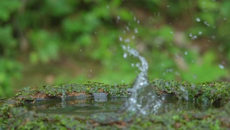 Ein-Blauohr-Eisvogel-Stürzt-Sich-Ins-Wasser-Im-Teich,-Um-Fische-Zu-Fangen