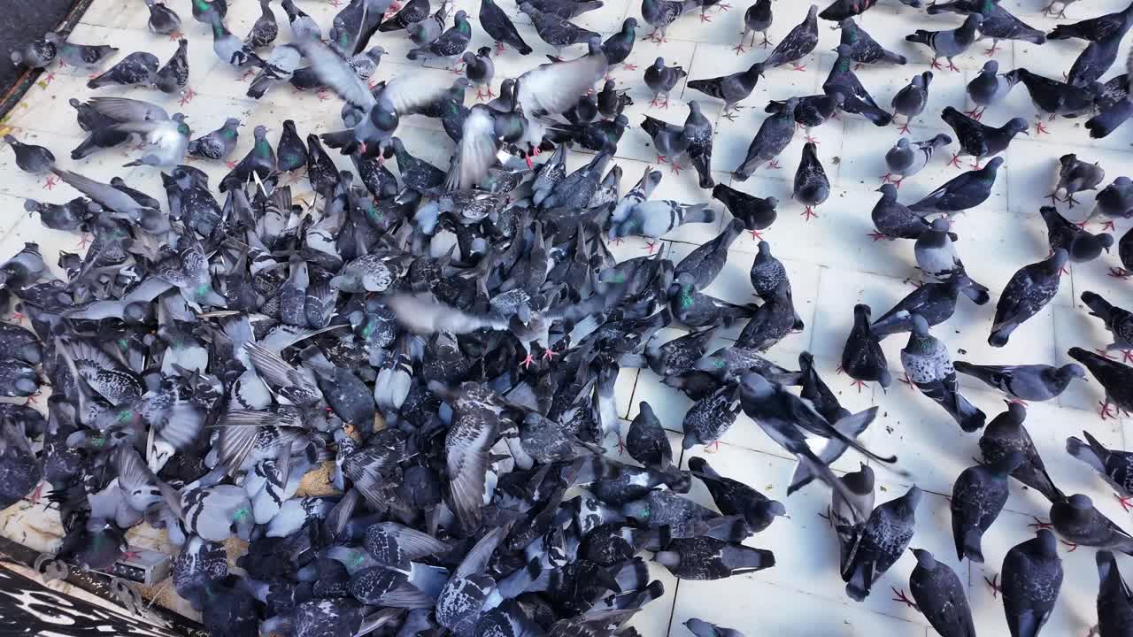 Flock of Pigeons Gathering