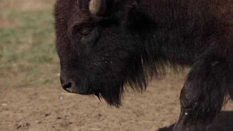 Bison-Walking-Seitenprofil-Nahaufnahme-Auf-Dem-Kopf