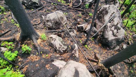 plants sprouting and growing in the forest with burned trees