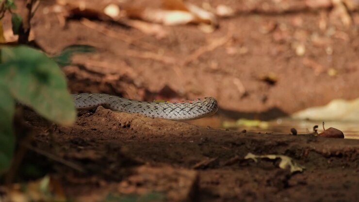 Te zien terwijl hij water drinkt tijdens een hete middag en dan naar links beweegt, Roodnek-kielrugslang (Rhabdophis subminiatus), Thailand.
